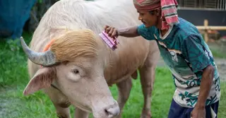 স্বরাষ্ট্রমন্ত্রীর হস্তক্ষেপে জীবন রক্ষা হলো ‘ডোনাল্ড ট্রাম্পের’